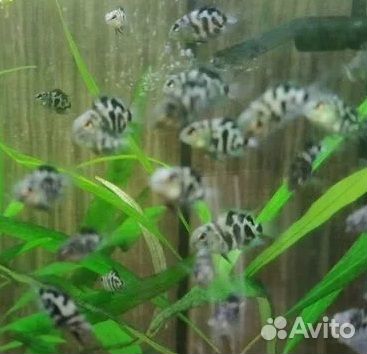 Сапфировый попугай (мальки 2 месяца)