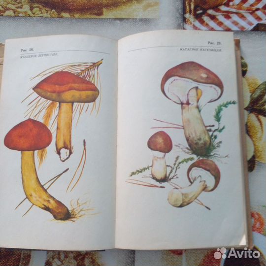 Справочник о грибах. О грибах и грибниках