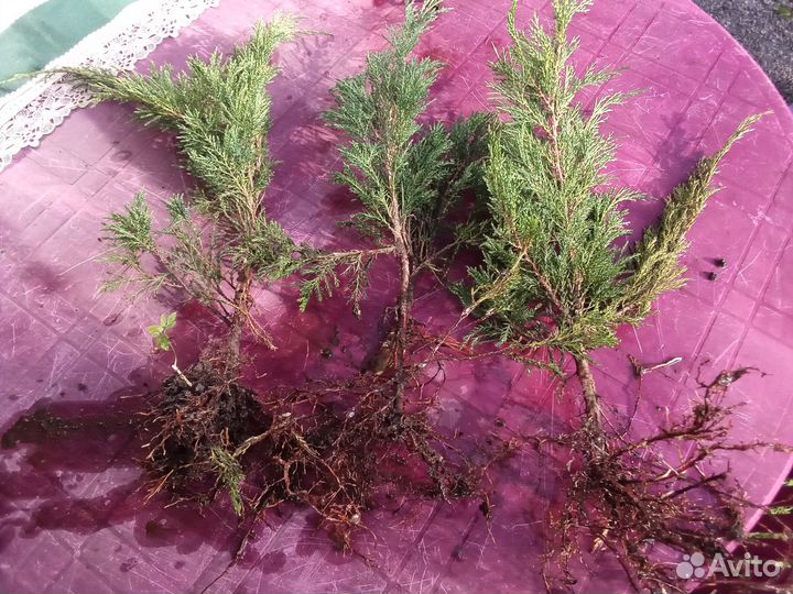 Можжевельник голубой