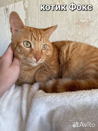 Котейки на выбор