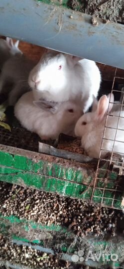 Крольчата,самки, самцы