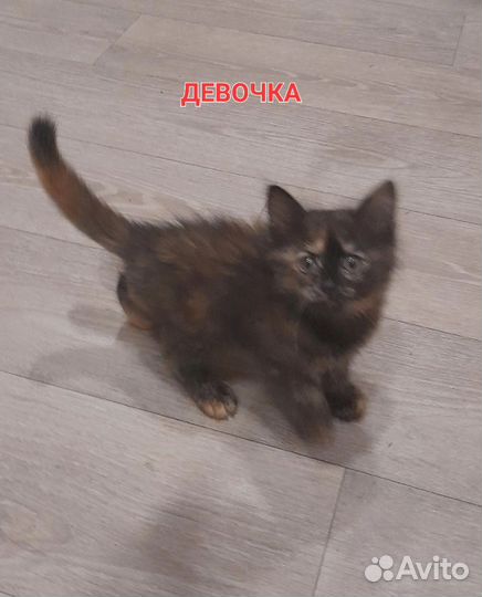Пушистые котята