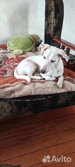 Джек рассел белый