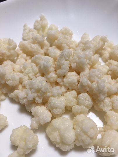 Тибетский молочный гриб