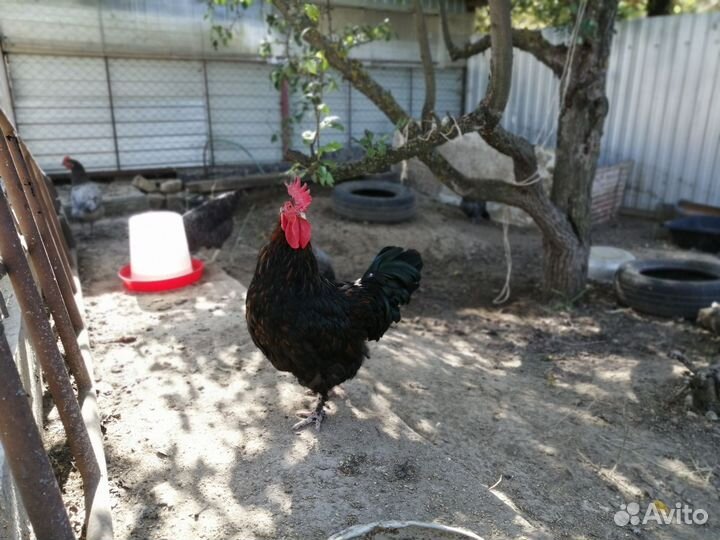 Инкубационное яйцо