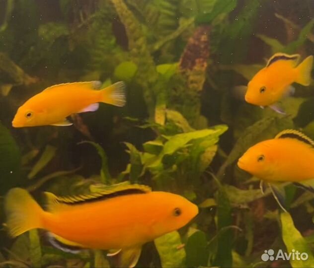 Еллоу аквариумные рыбки