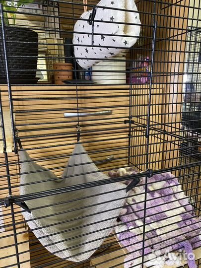 Клетка с крысами