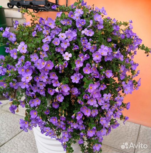 Рассада бакопы