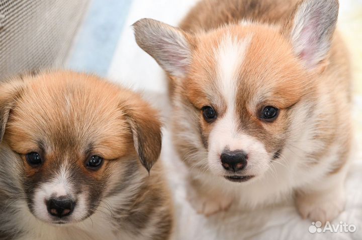 Щенки корги