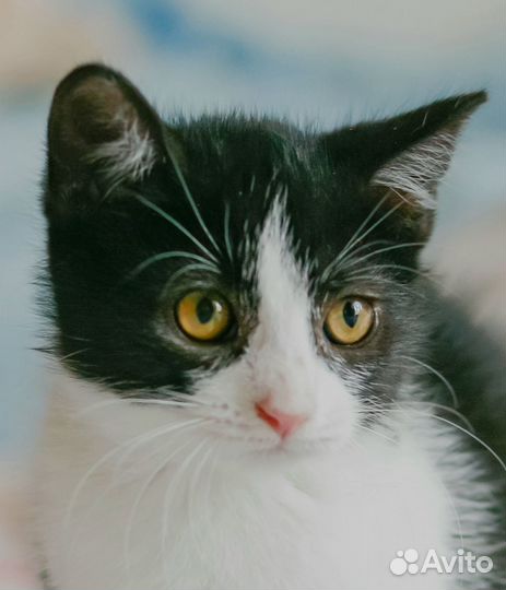 Нежная малышка Виьента котенок