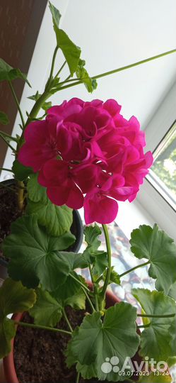 Комнатные цветы