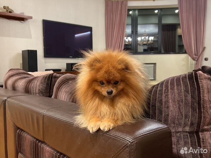 Немецкий шпиц вязка кобель