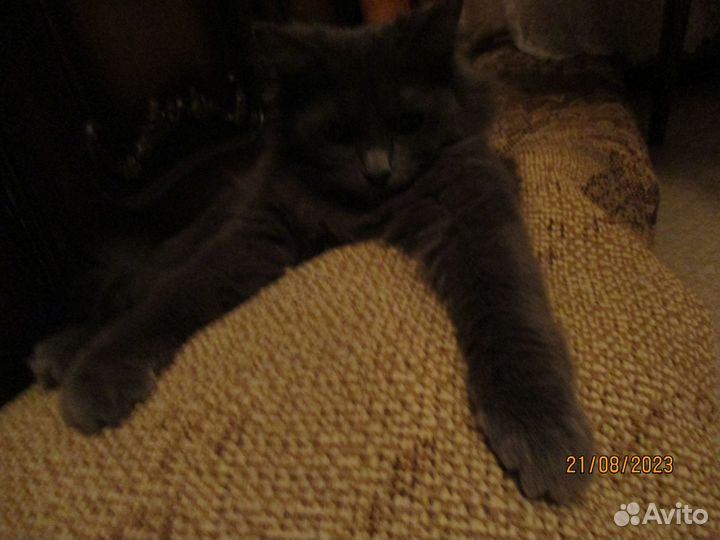 Подарю кошечку