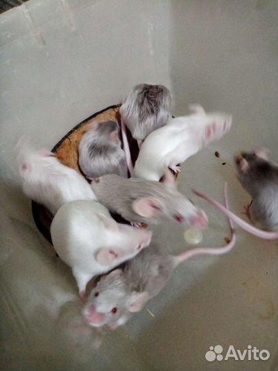 Сатиновые мыши