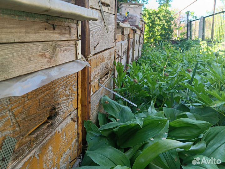Продам пчелосемьи