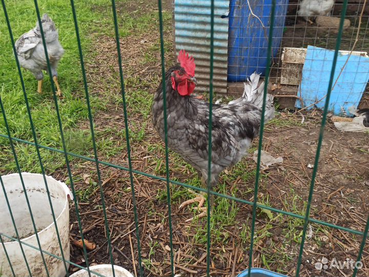 Молодые петухи доминанты