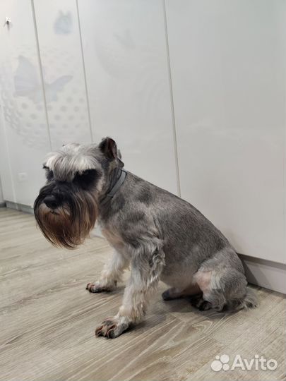 Домашние животные собаки