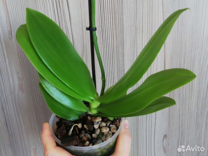 Орхидея Liodora Ароматная