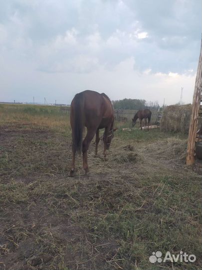 Продам Кобылу с жеребенком