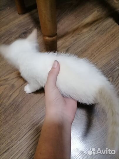 Белый котёнок красивый отдаём