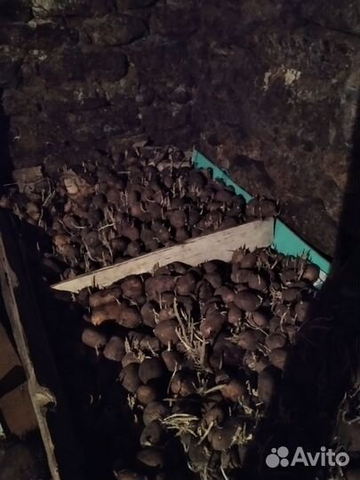 Продам картофель домашний