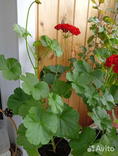 Герань. Фуксия