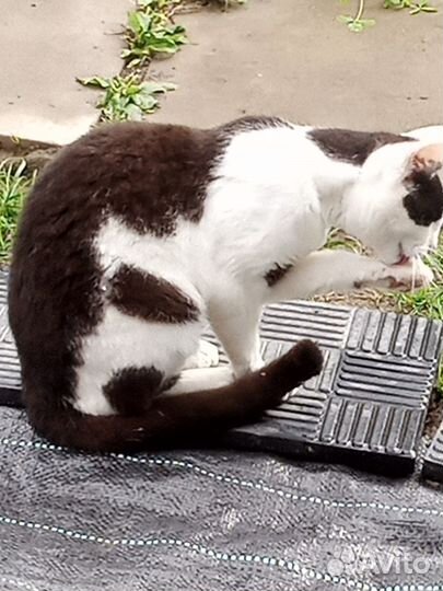 Отдам в добрые руки бесплатно