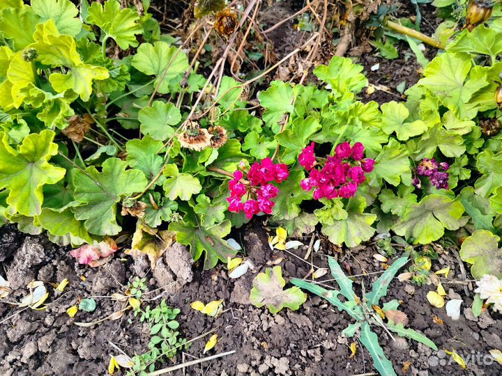 Пеларгония