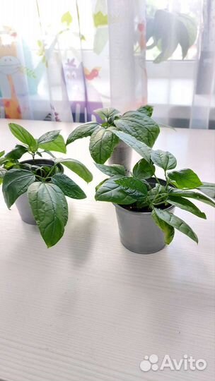 Клеродендрум Томпсона