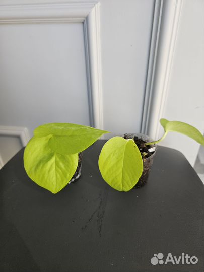 Сциндапсус неон, филодендрон сканденс