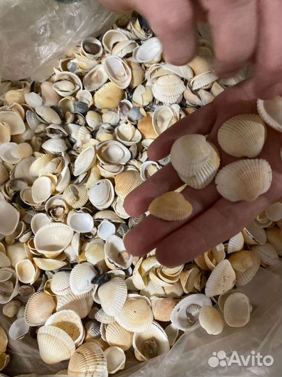 Морские ракушки