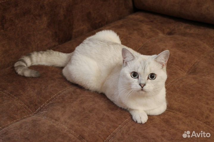 Вязка С котом