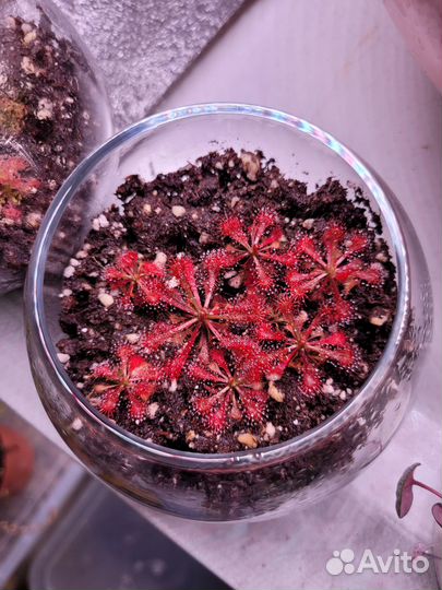 Хищные растения росянки во флорариуме