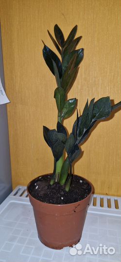 Замиокулькас short leaf, long leaf и черный Равен
