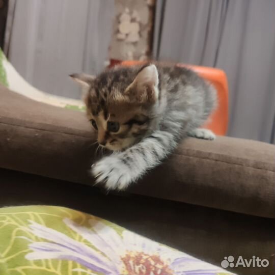 Котята