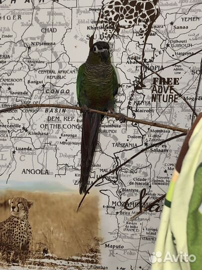 Попугаи пиррура