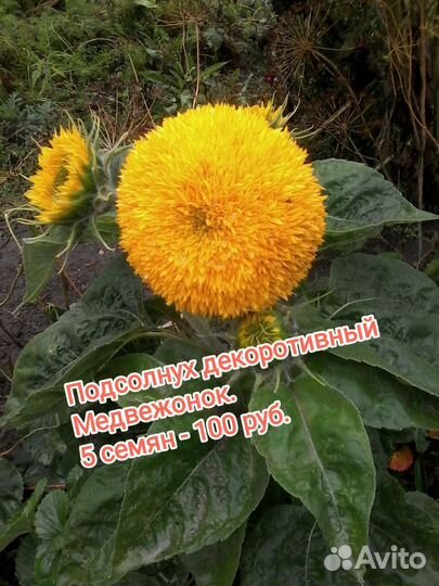 Семена цветов, арбуза