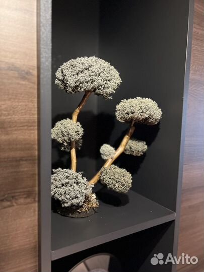 Дерево для интерьера