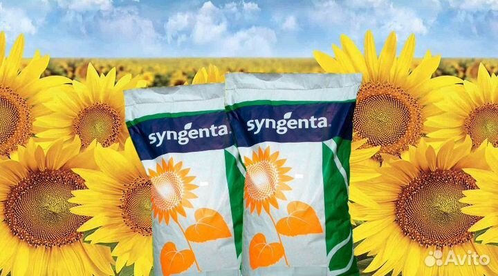 Семена подсолнечника Фортими