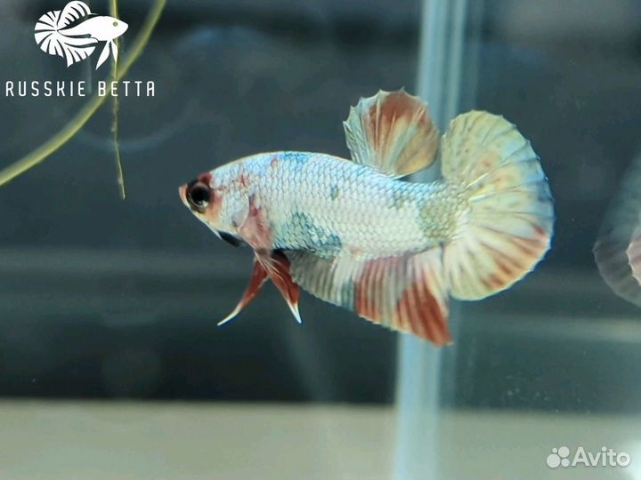 Петушок рыбка плакат айронмэн