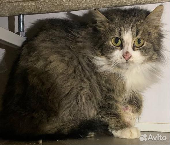 Котик в добрые руки