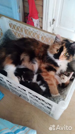 Отдам котика в добрые руки