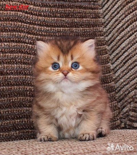 Золотые клубные малыши и кот для вязки