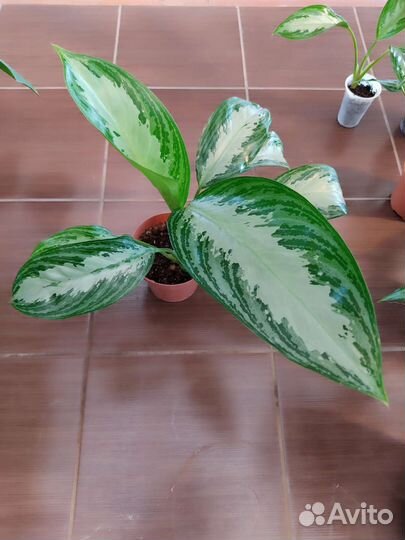 Аглонема Сильвер Бей