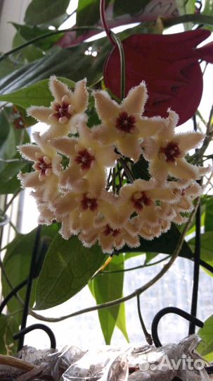 Хойя на срез