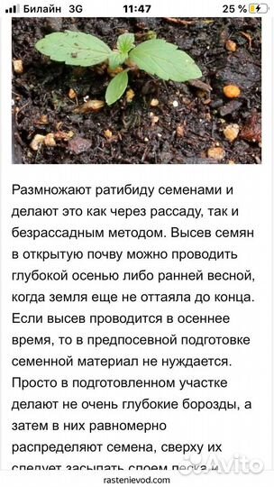 Семена Ратибида