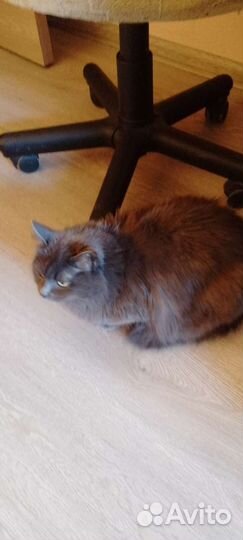 Кошка в дар бесплатно