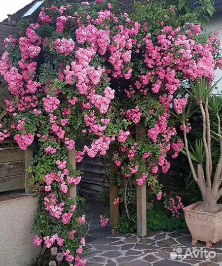 Роза плетистая