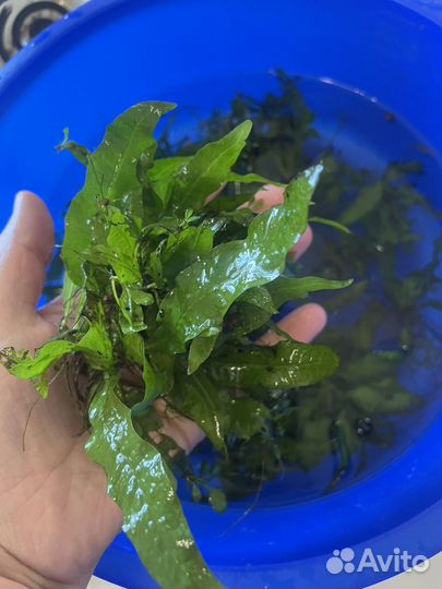 Водоросли для аквариума