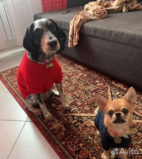 Одежда для животных